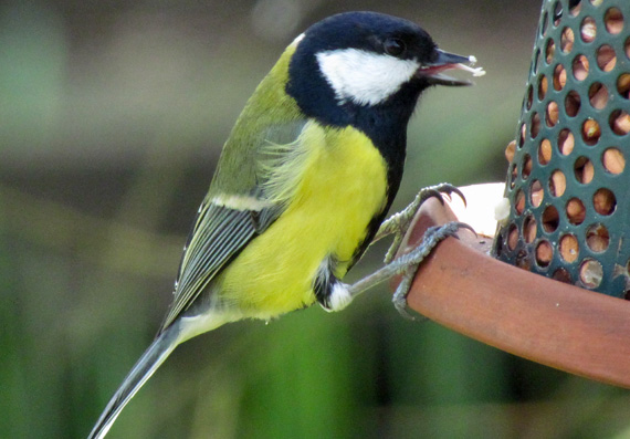 A great tit perching on a bird feeder
