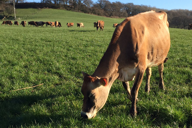 County-Farms-J-Stanley-Grass-to-Milk-Allans-Farm iwc